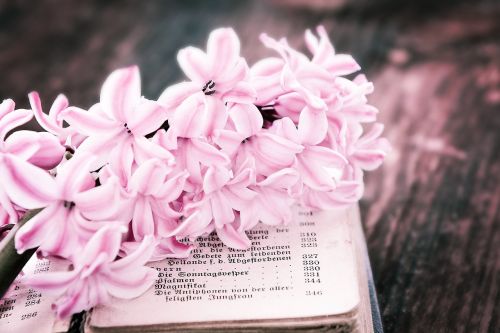 flower hyacinth pink