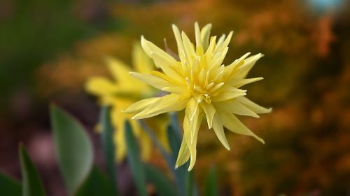 flower narcissus spring flower