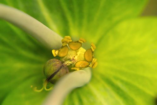 flower macro pistil