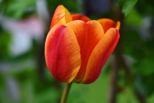 flower tulip blossom