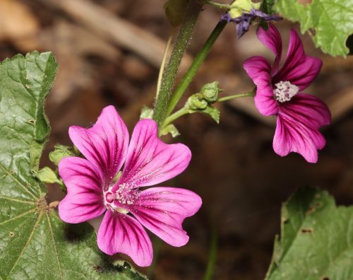 flower mallow purple