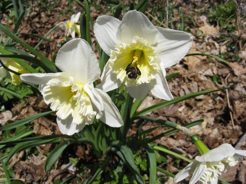flower bee daffodil