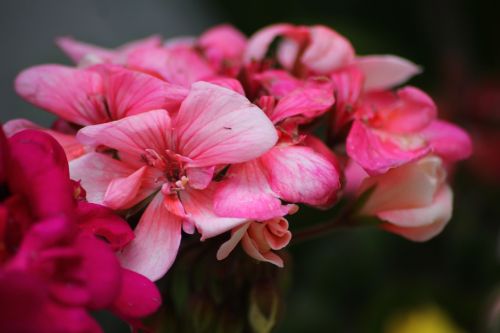 flower pink decoration