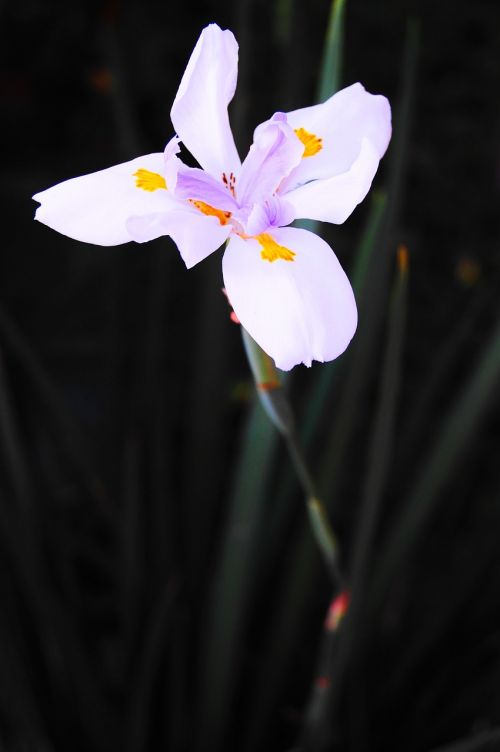 flower nature flowers