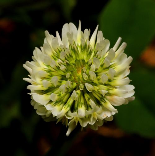flower clover white