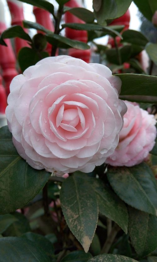 flower camellia plant