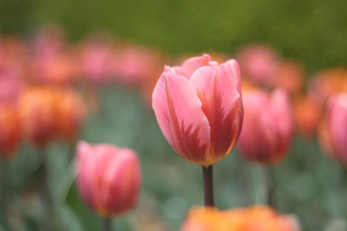 flower garden spring