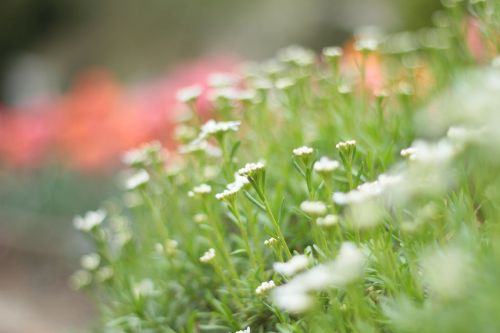 flower garden summer