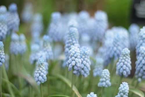 flower garden summer