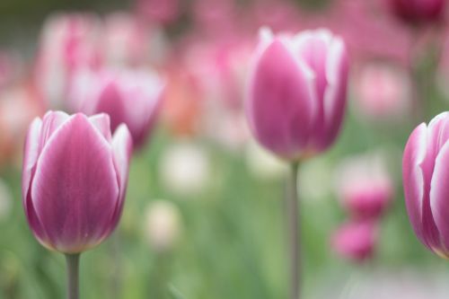 flower garden summer