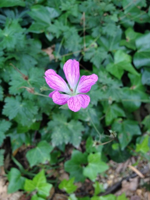 flower bloom botanical