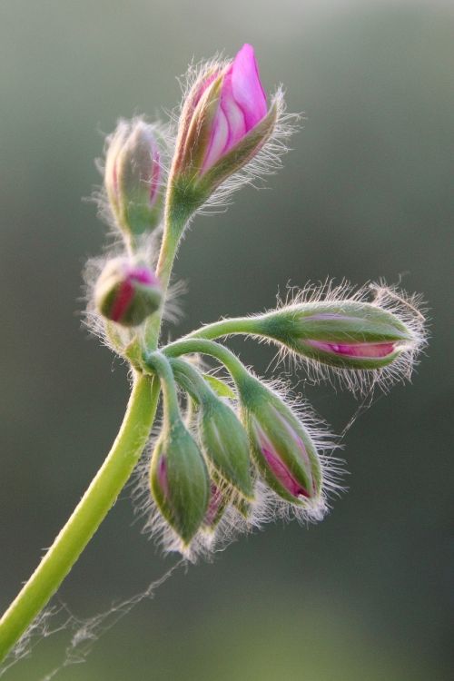 flower bud geranium