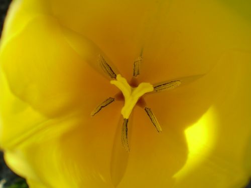 flower yellow daisy