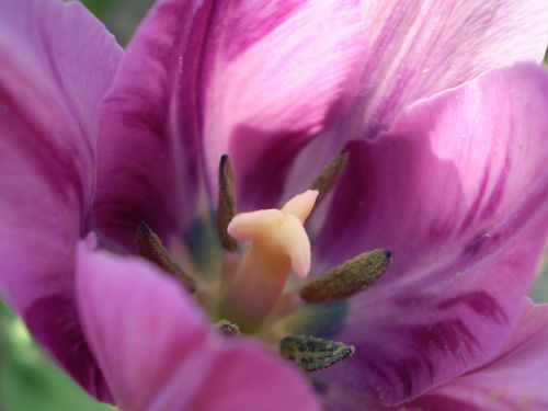 flower violet eco