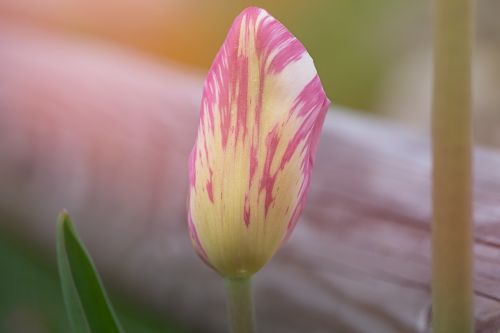 flower plant tulip