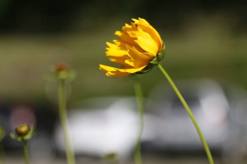 flower yellow stem