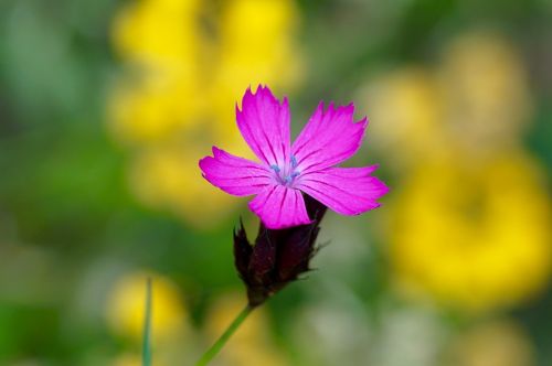 flower nature blossom