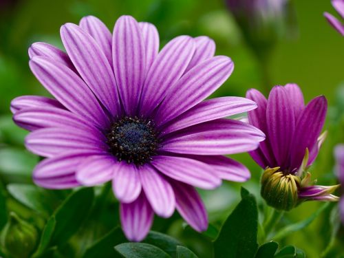 flower nature blossom