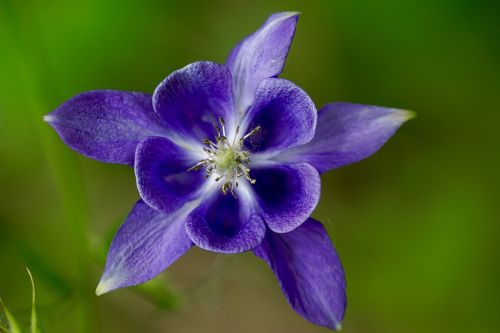 flower nature blossom