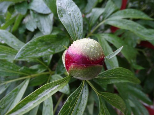 flower plant nature