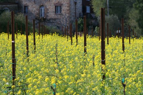 flower vineyard mustard