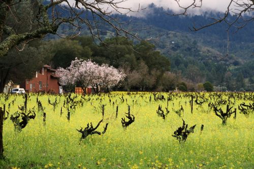 flower vineyard mustard