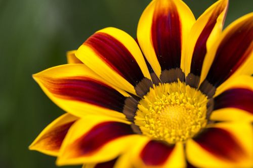 flower closeup nature