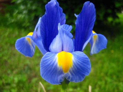 flower iris purple iris