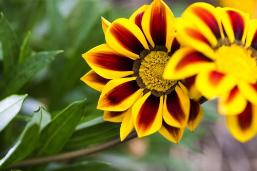 flower closeup nature