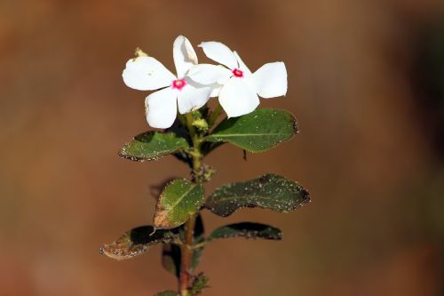 flower white nature