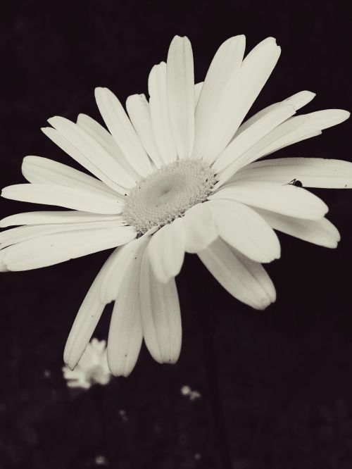 flower white blossom