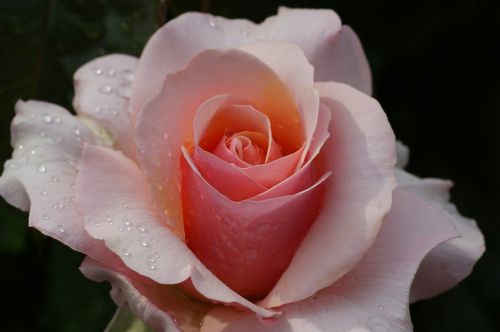 flower rose pink