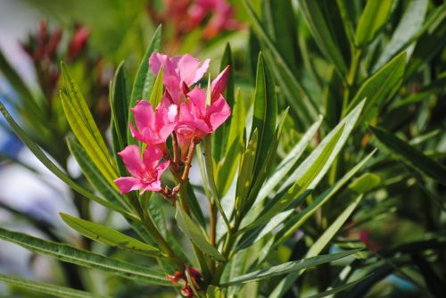 flower pink nature