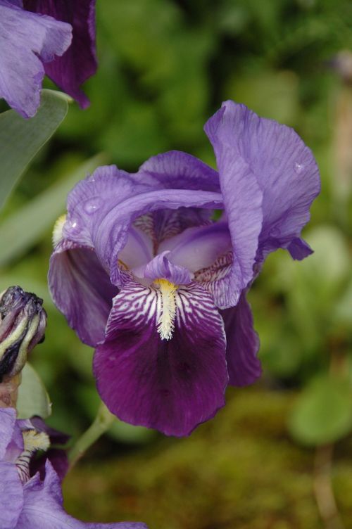 flower iris violet