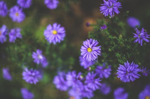 flower flowers purple