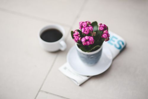 flower kalanchoe pink