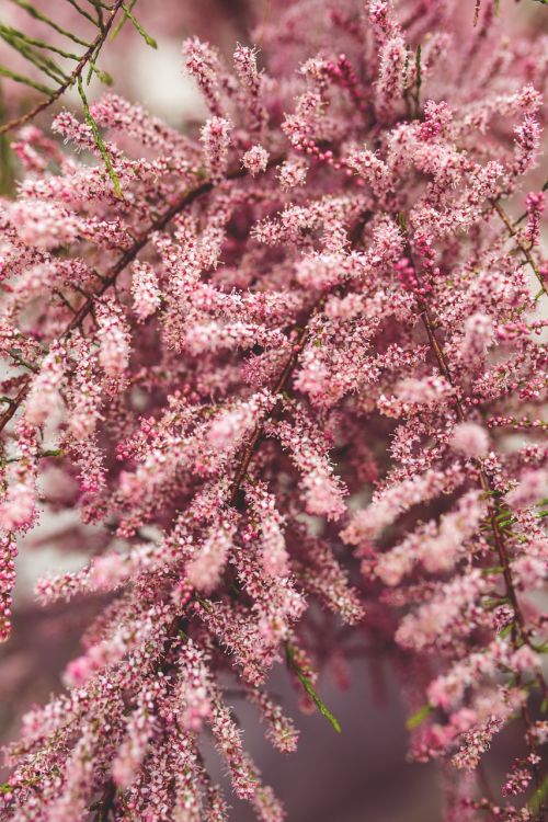 flower flowers pink