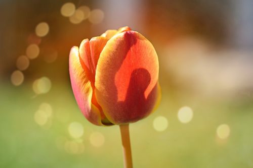 flower tulip blossom