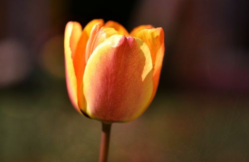 flower tulip blossom