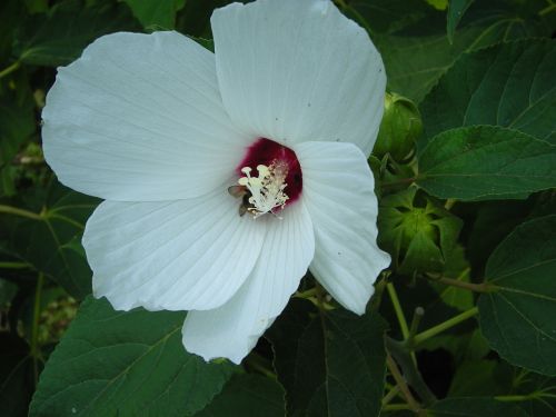 flower white nature