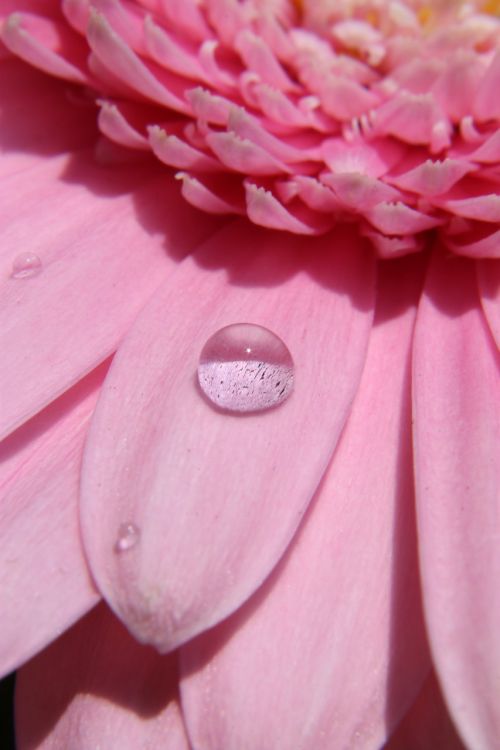 flower drop water