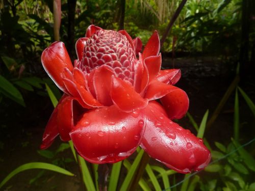 flower exotic plants