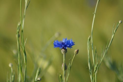 flower blue grass