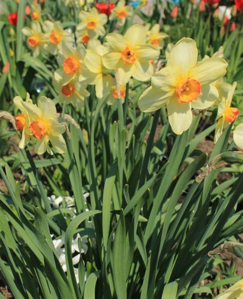 flower yellow daffodil