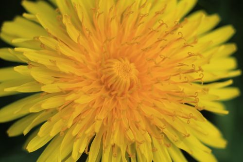 flower dandelion close-up