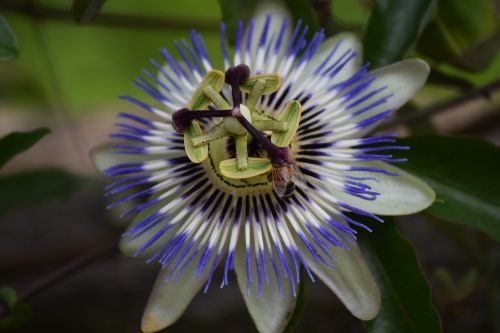 flower summer nature