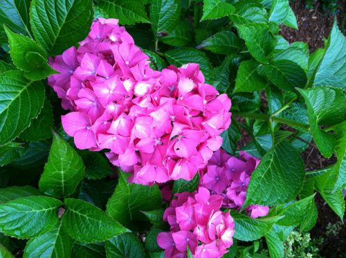 flower hydrangea garden