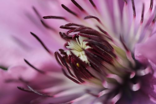 flower purple nature