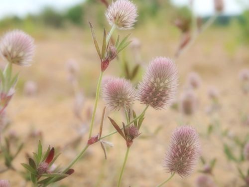 flower meadow lake