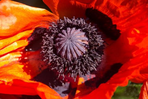 blossom bloom macro